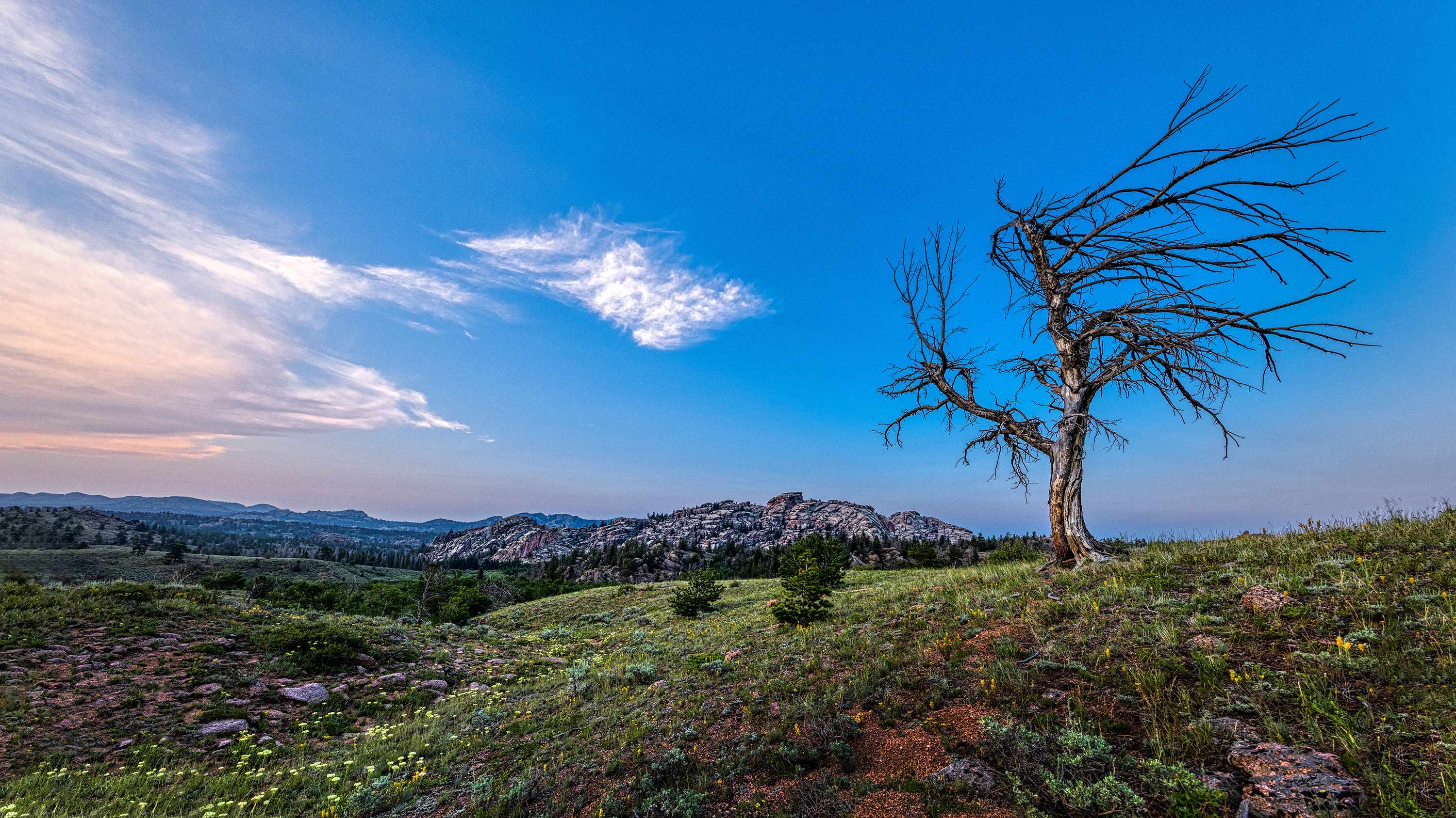 Muchow's "Great Expanse" -- a landscape photo featuring a tree with no leaves, a rocky hillside and mountains in the distance.