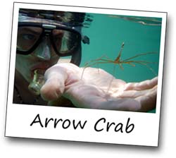 Scuba diver holding out palm with an arrow crab in it