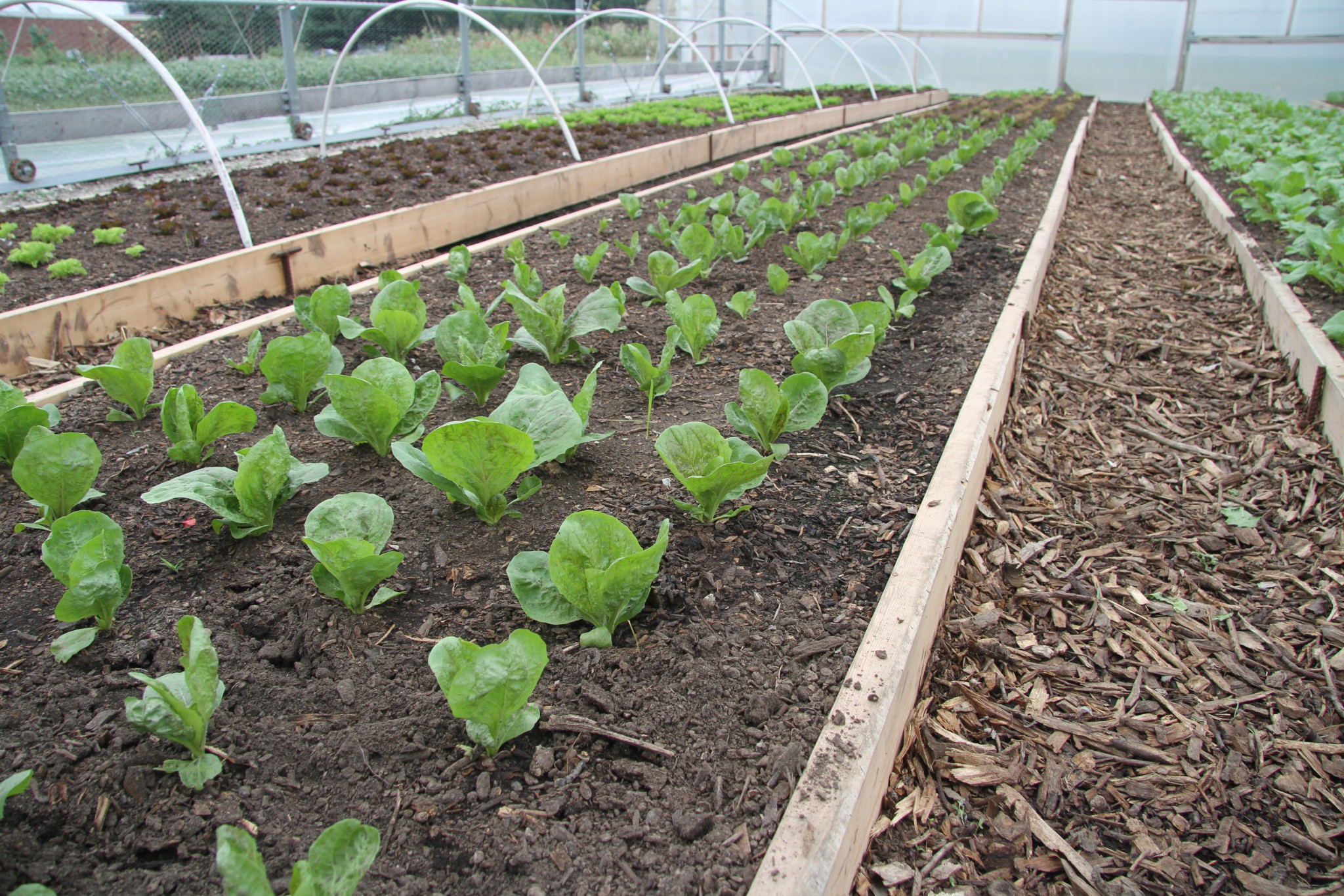 Plants grow in raised beds in a greenhouse.