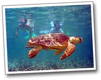Snorkelers looking at turtle