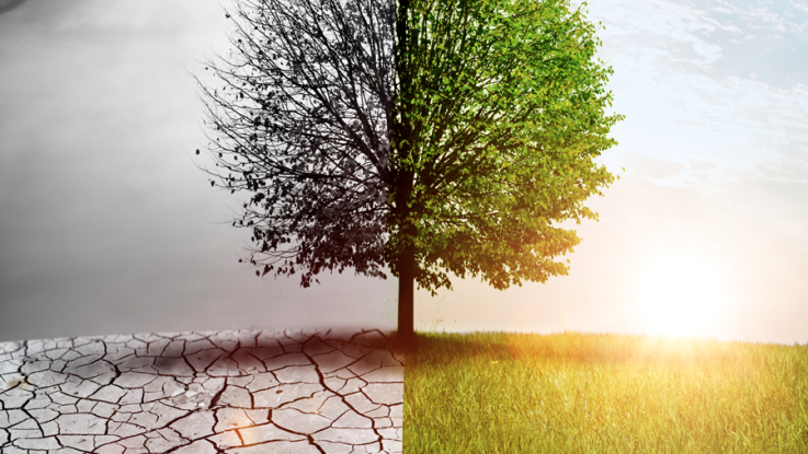 A tree is shown with two contrasting sides: on the left, the tree is in grayscale showing a dried up ground; on the right, the sun shines and the grass is green.