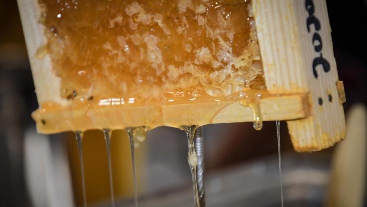 Honey comb with honey dripping from it.