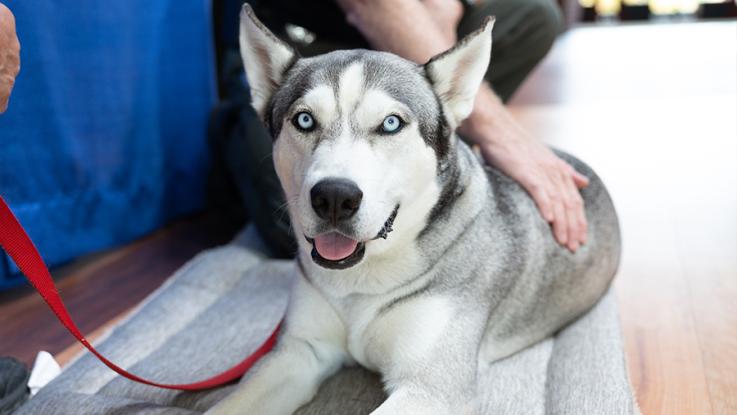 A husky dog with his tongue out