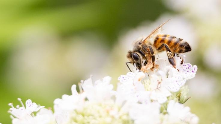 A bee on a flower