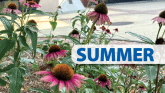 Summer. Photo of flowers on campus.