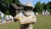 Person in beekeeping suit holding a beehive frame.