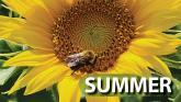 summer - sunflower with bee
