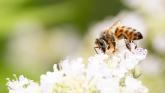 A bee on a flower