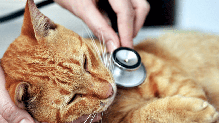 veterinary assistant checking a cat's heart rate with stethoscope