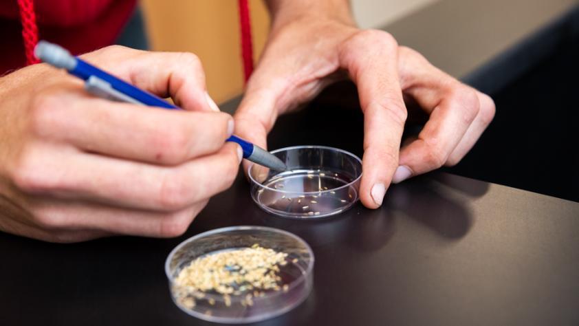A student uses a mechanical pencil tip to sort seeds in a petri dish.