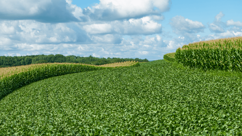 Field rows of corn and soybeans