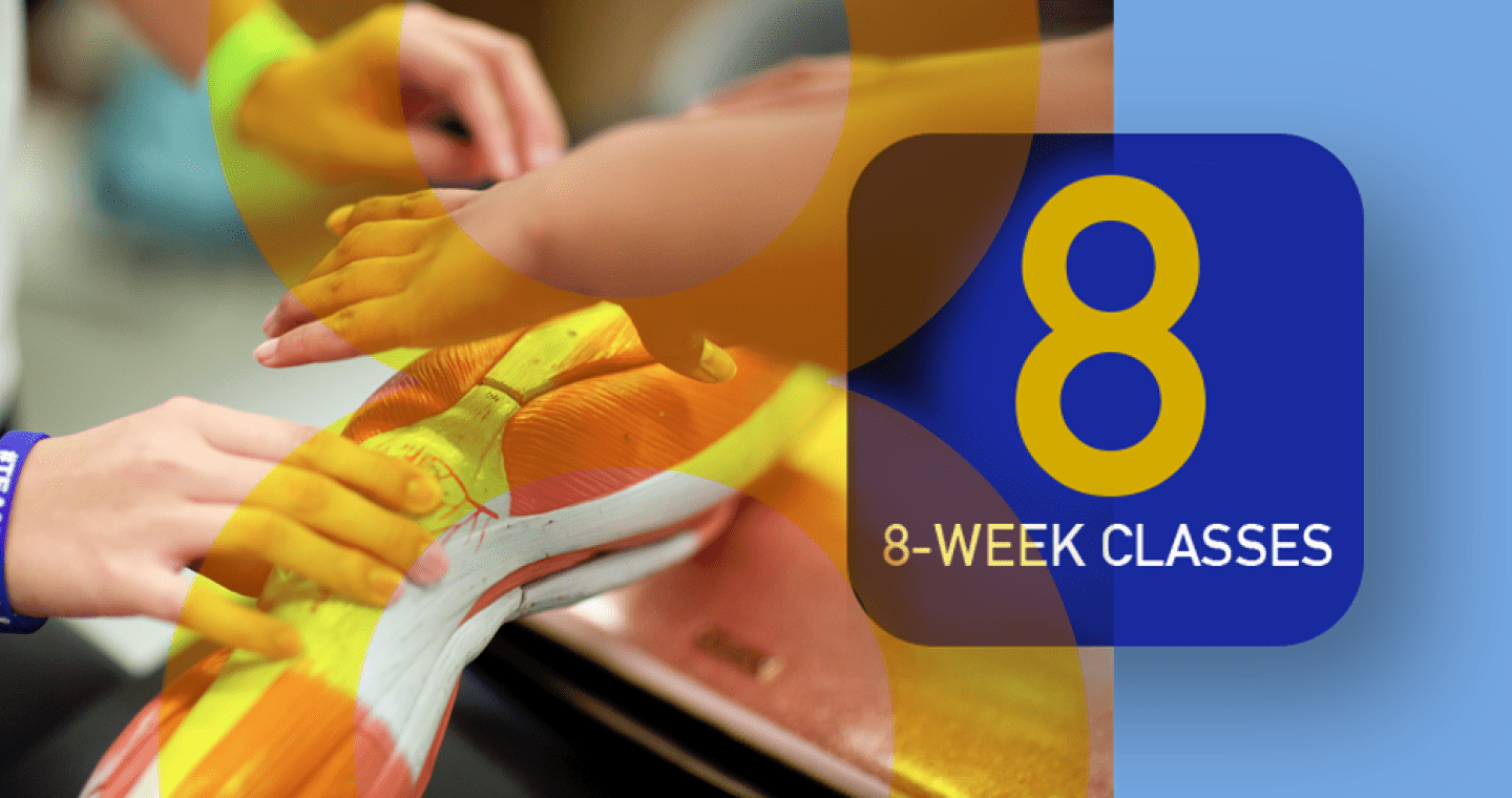 8-week classes – hands working with anatomy manikin