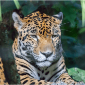 Untitled-design-10-300x300.png Jaguar