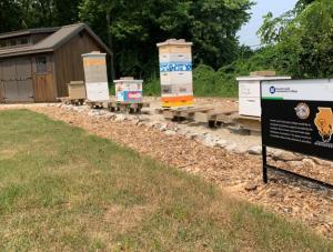 LLCC apiary (beehives) at the Nature Grove.