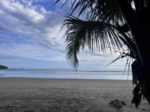Beach and coastline framed by a palm tree