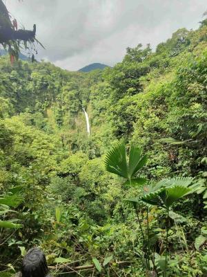 Forest greenery with volcano in the distance