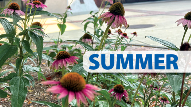 Summer. Photo of flowers on campus.